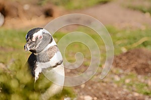 Magellan penguin portrait