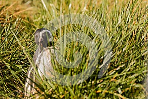 Magellan penguin portrait in the grass