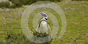 Magellan Penguin photo