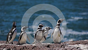 Magellan Penguin photo