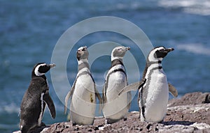 Magellan Penguin photo