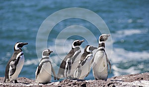 Magellan Penguin photo