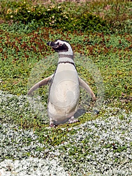 Magellan Penguin (Spheniscus magellanicus)