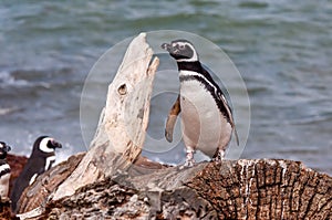 Magellan Penguin (Spheniscus magellanicus)