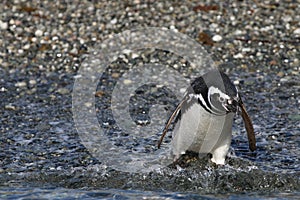 Magellan Penguin Spheniscus magellanicus on Tucker Island. Patagonia. Chile