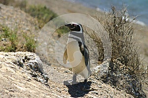 Magellan penguin (Tierra del Fuego-Argentina) photo