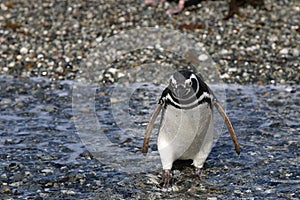 Magellan Penguin on Tucker Island. Patagonia. Chile