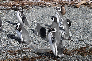 Magellan Penguin on Tucker Island. Patagonia. Chile