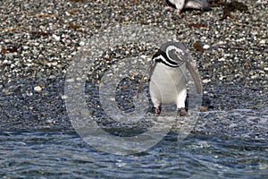 Magellan Penguin on Tucker Island. Patagonia. Chile