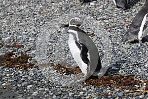 Magellan Penguin on Tucker Island. Patagonia. Chile