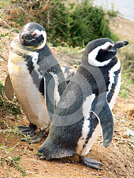 Magellan penguins photo