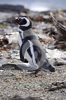 Magellan Penguins