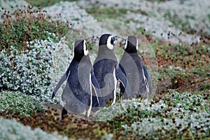 Magellan Penguins