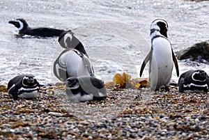 Magellan Penguins