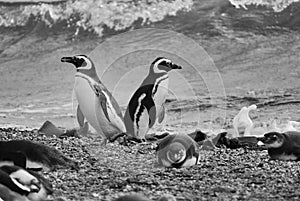 Magellan Penguins