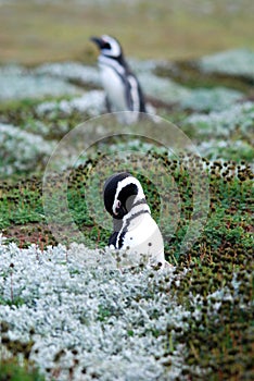 Magellan Penguins