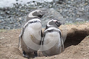 Magellan Penguins photo