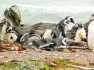 Magellan penguins photo