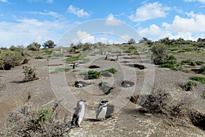 Magellan penguins colony