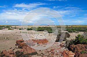 Magellan penguins colony