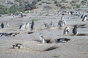 Magellan penguins colony