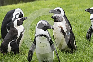 Magellan Penguins are a group of aquatic, flightless birds living almost exclusively