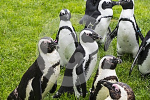 Magellan Penguins are a group of aquatic, flightless birds living almost exclusively