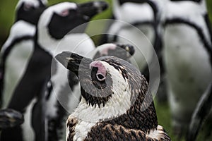 Magellan Penguins are a group of aquatic, flightless birds living almost exclusively