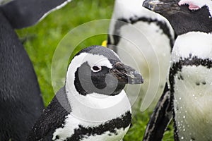 Magellan Penguins are a group of aquatic, flightless birds living almost exclusively