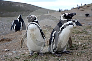 Magellan penguins on an island