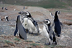 Magellan penguins on an island