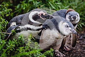 Magellan Penguins on Martillo Island in the Beagle Channel Near Ushuaia, Tierra del Fuego, Argentina