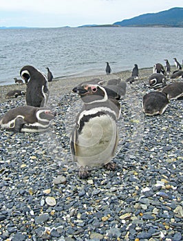 Magellan penguins near Ushuaia