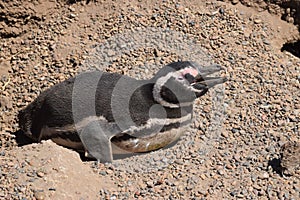 Magellan Penguins nesting on the beach