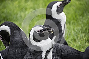 Magellan Penguins order Sphenisciformes, family Spheniscidae