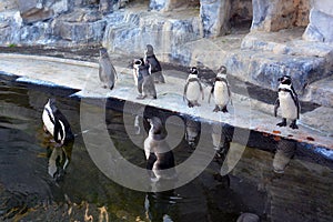 Magellan Penguins order Sphenisciformes, family Spheniscidae