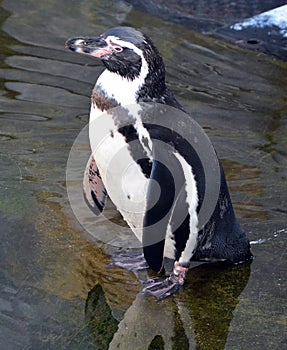 Magellan Penguins order Sphenisciformes, family Spheniscidae photo