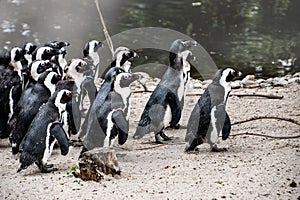 Magellan Penguins order Sphenisciformes, family Spheniscidae are a group of aquatic, flightless birds living almost exclusively photo