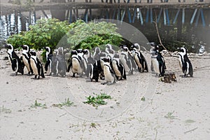 Magellan Penguins order Sphenisciformes, family Spheniscidae are a group of aquatic, flightless birds living almost exclusively