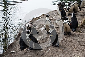 Magellan Penguins order Sphenisciformes photo