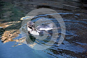 Magellan Penguins order Sphenisciformes, family Spheniscidae photo