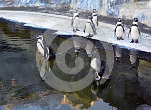 Magellan Penguins order Sphenisciformes, family Spheniscidae photo