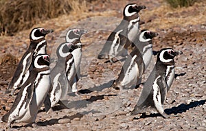 Magellan Penguins in Patagonia