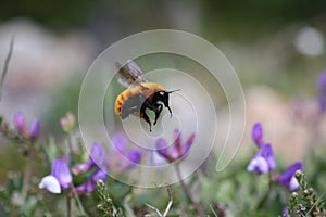 A Magellanic Bumblebee photo