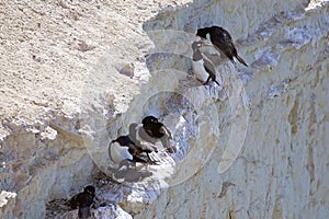 Magellanic cormorant Phalacrocorax magellanicus at Punta Loma, Argentina