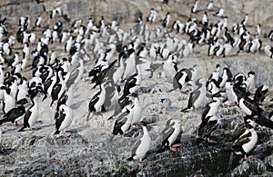 Magellanic cormorants colony on Isla de Los Pajaros or Birds Island In The Beagle Channel photo