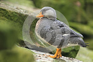 Magellanic flightless steamer duck photo