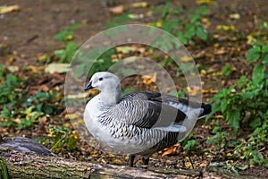 Magellanic goose - Chloephaga picta stands in a meadow in the grass