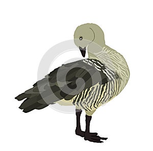 Magellanic goose vector illustration isolated on white background.