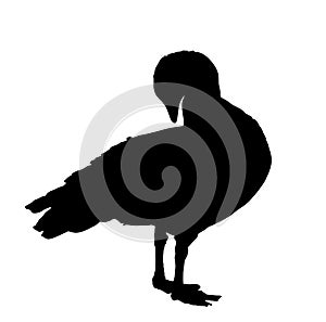 Magellanic goose vector silhouette illustration isolated on white background.